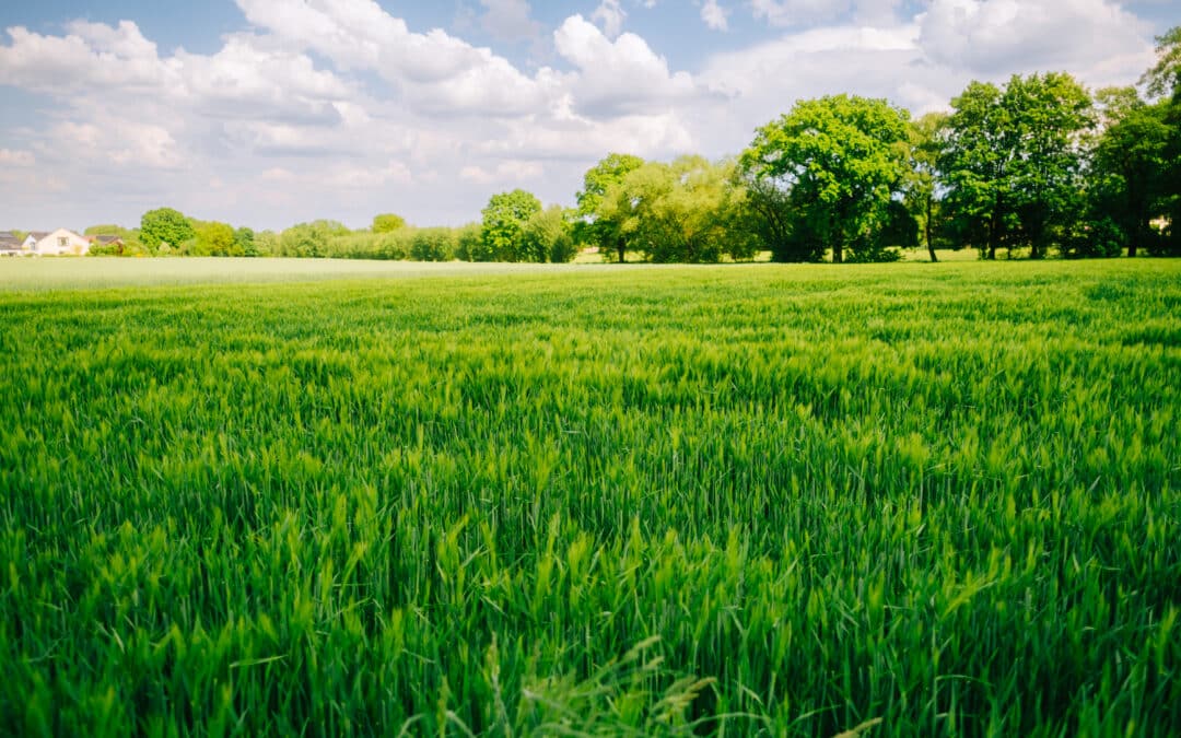 Fall in love with your lawn — discover why Autumn is the secret season for growing!