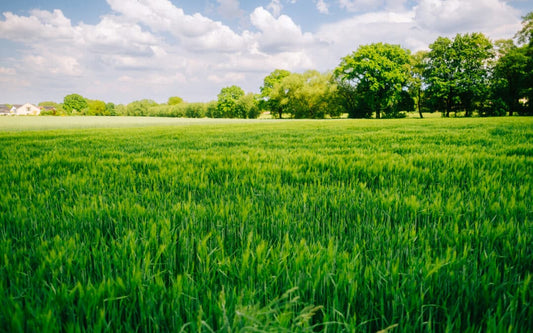 Fall in love with your lawn — discover why Autumn is the secret season for growing!